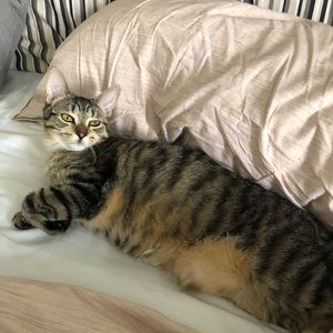 Meet your Posher, Hind